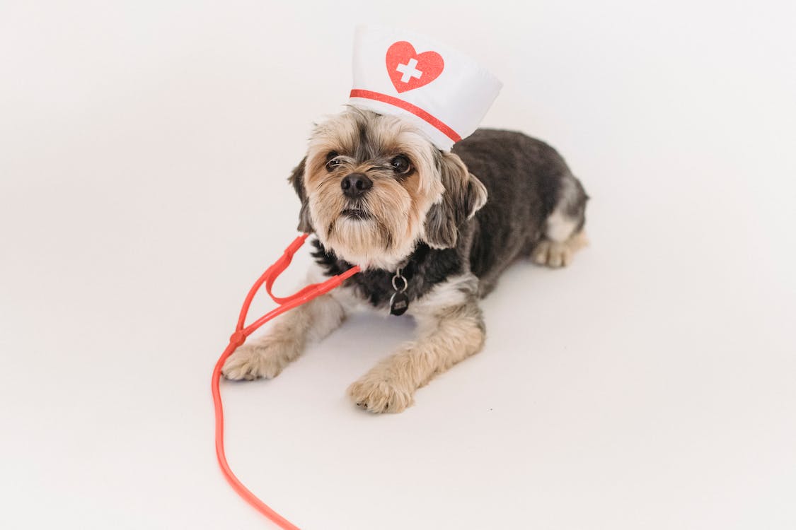 Small dog dressed like a doctor lying on a white surface