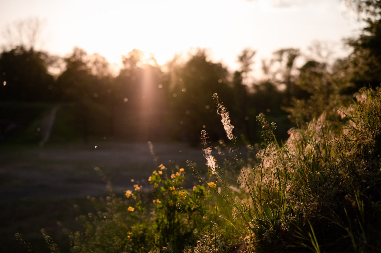 Various plants in the sunlight with pollen in the air